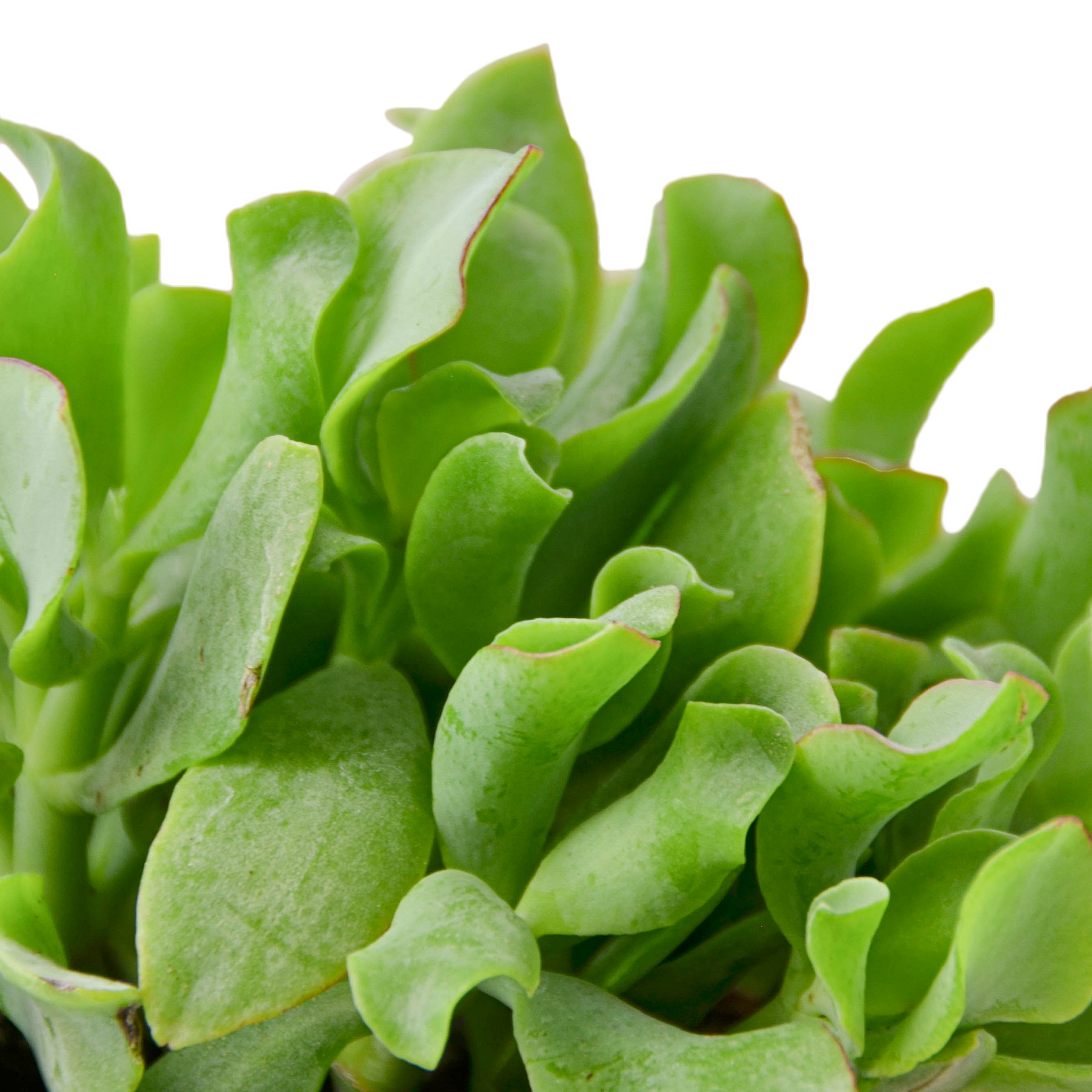 Ripple Jade Succulent - Plant Swag Shop 