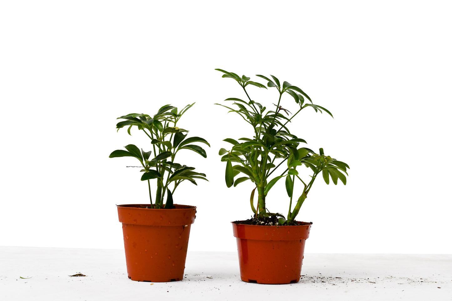 2 Different Schefflera Plants Variety Pack