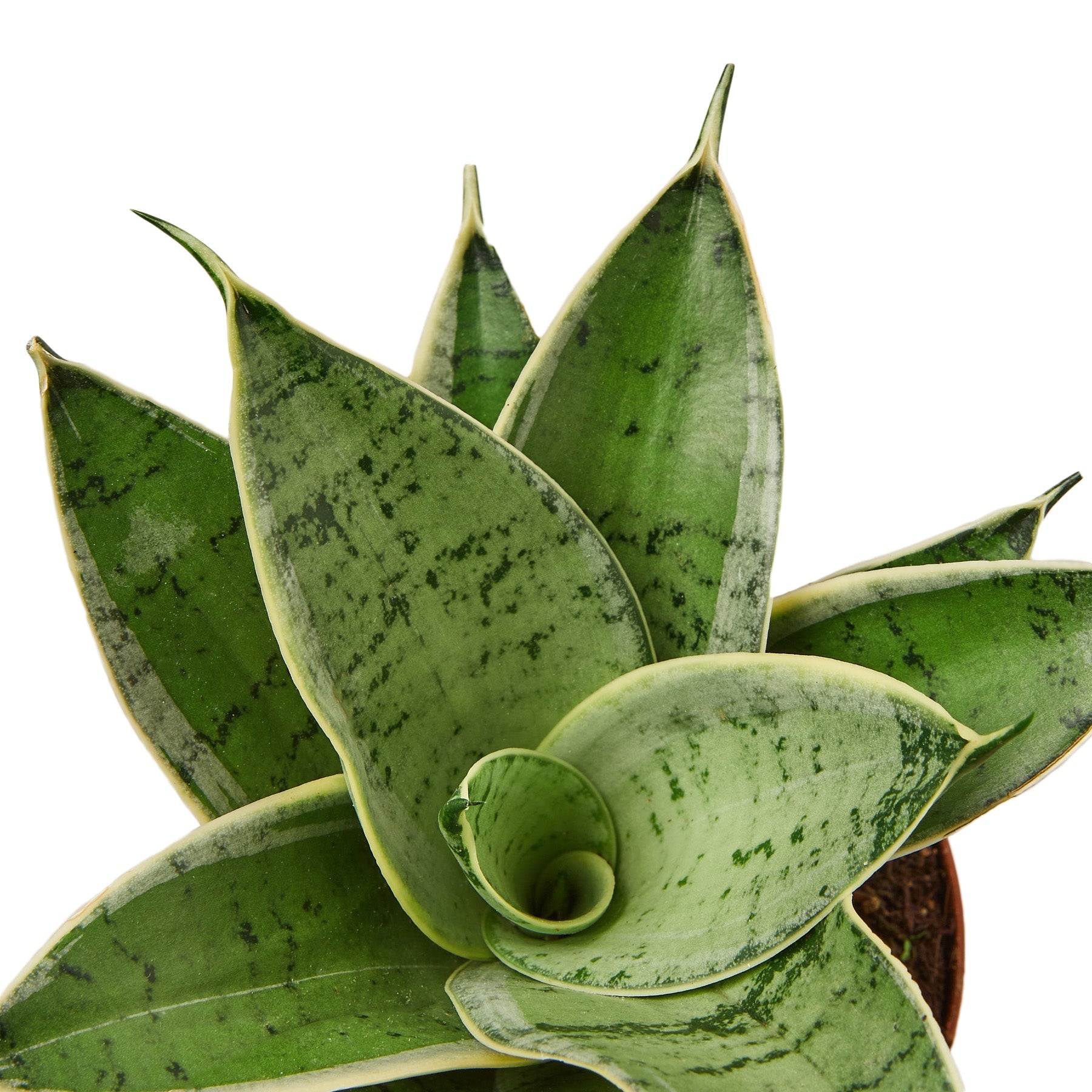 very thing snake-like plant indoor Snake Plant 'Starlight'