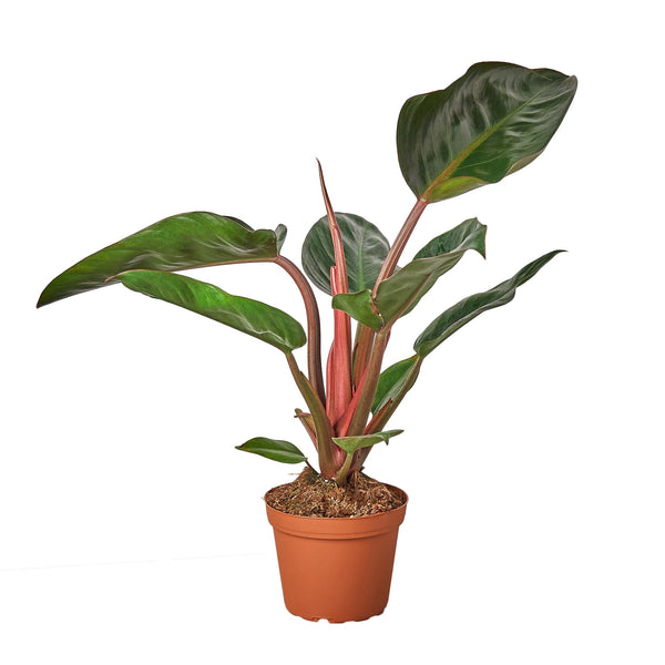 buy pink congo philodendron Buy Philodendron Congo Rojo