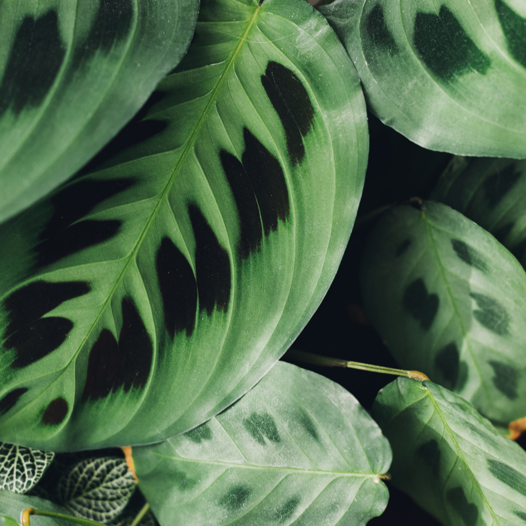 Maranta 'Leuconeura'