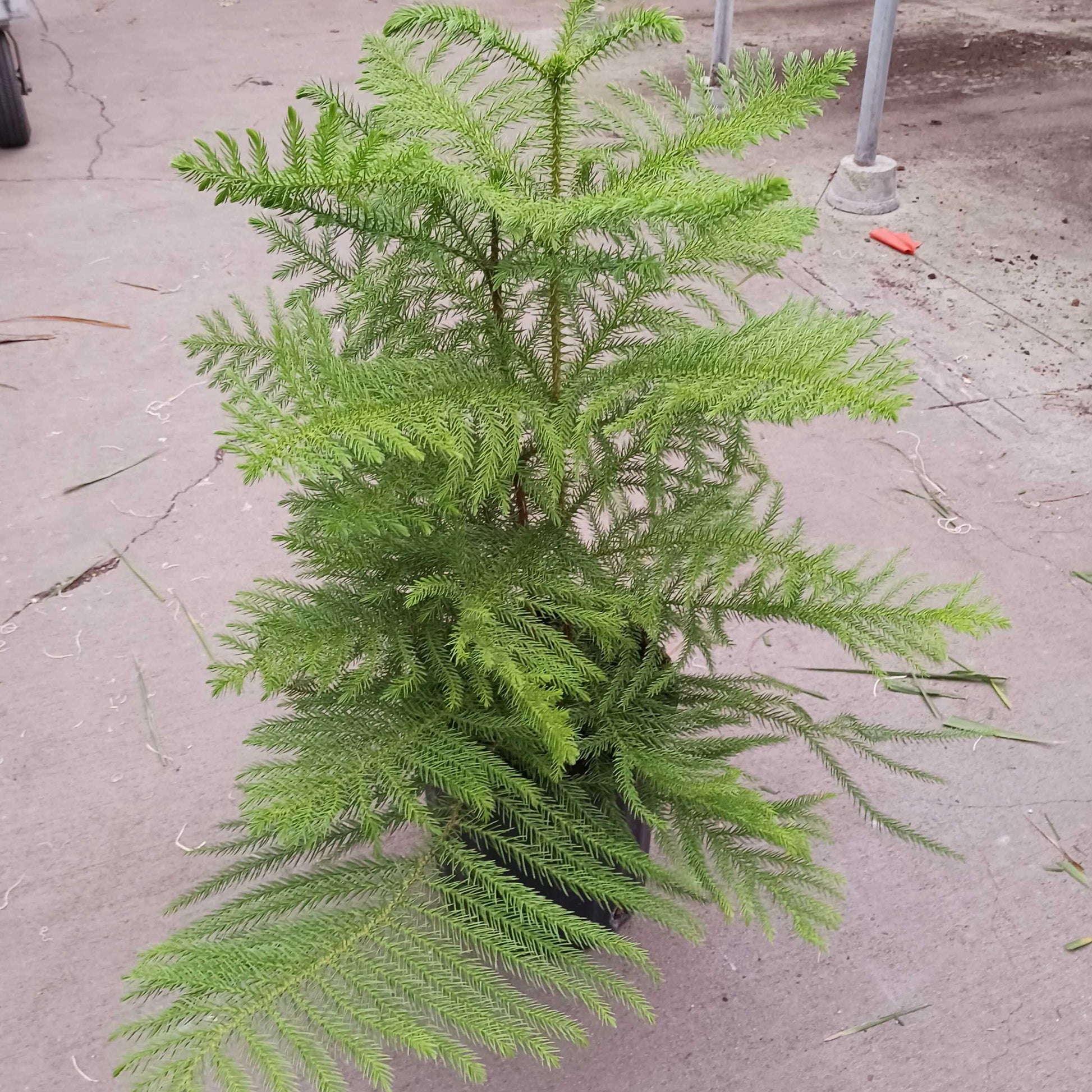 norfolk island pine indoor plant Norfolk 'Island Pine'