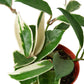 houseplant delivery Hoya Carnosa Tricolor