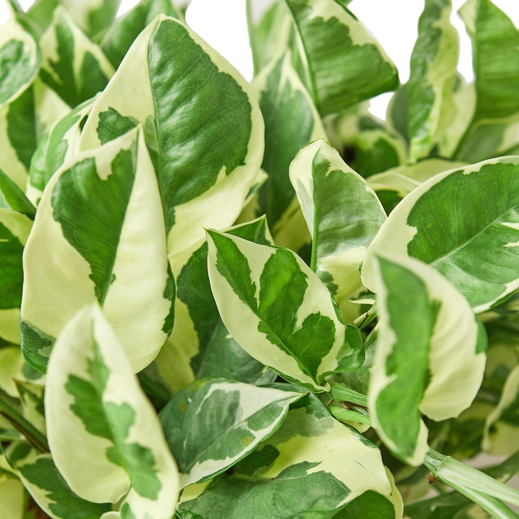 green and white variegated pothos The Snobby Leaf | Pothos 'N'joy' - 6 inch Pot