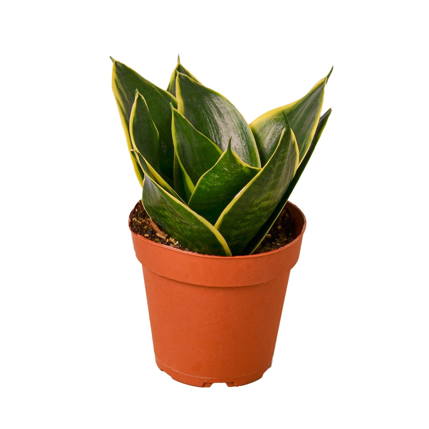 Snake Plant Emerald Star - Plant Swag Shop 