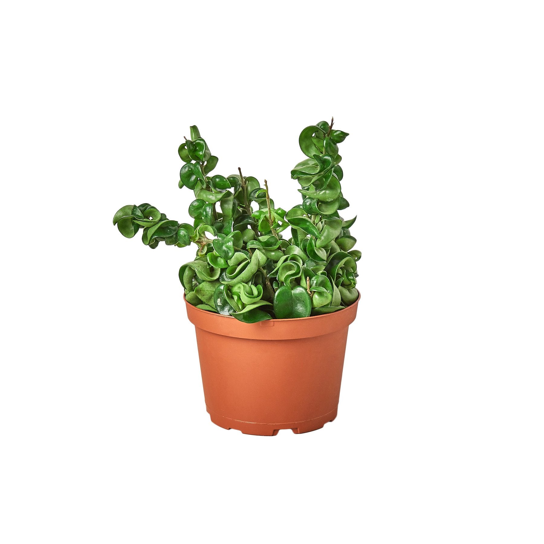 hoya money plant Buy Hoya Rope Plant