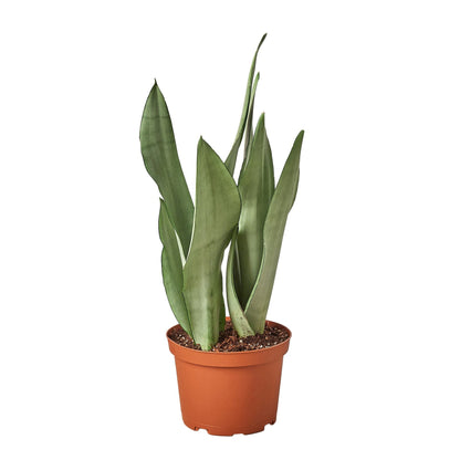 snake plant moonshine