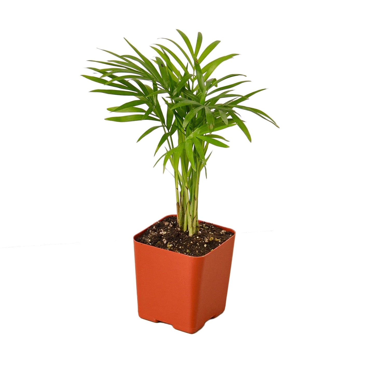 parlor palm live plant for sale