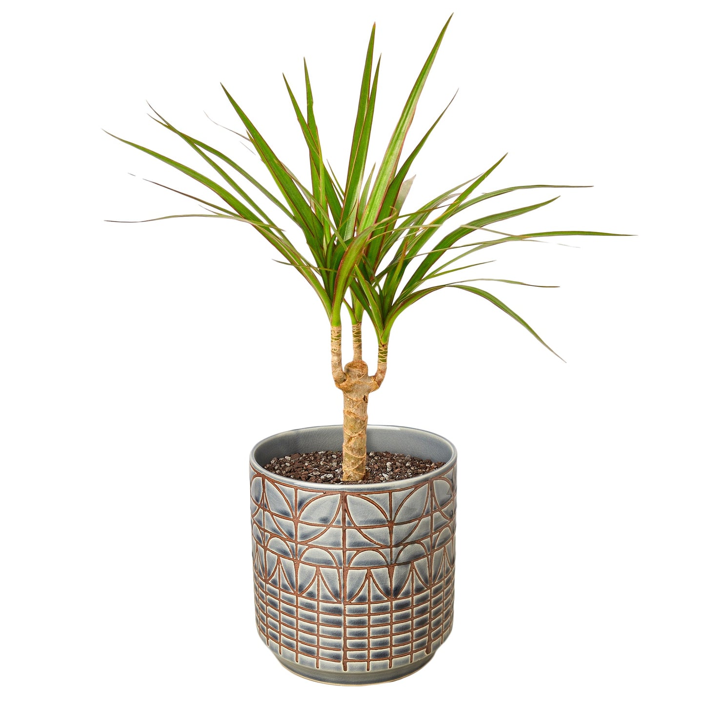 Dracaena Marginata Cane