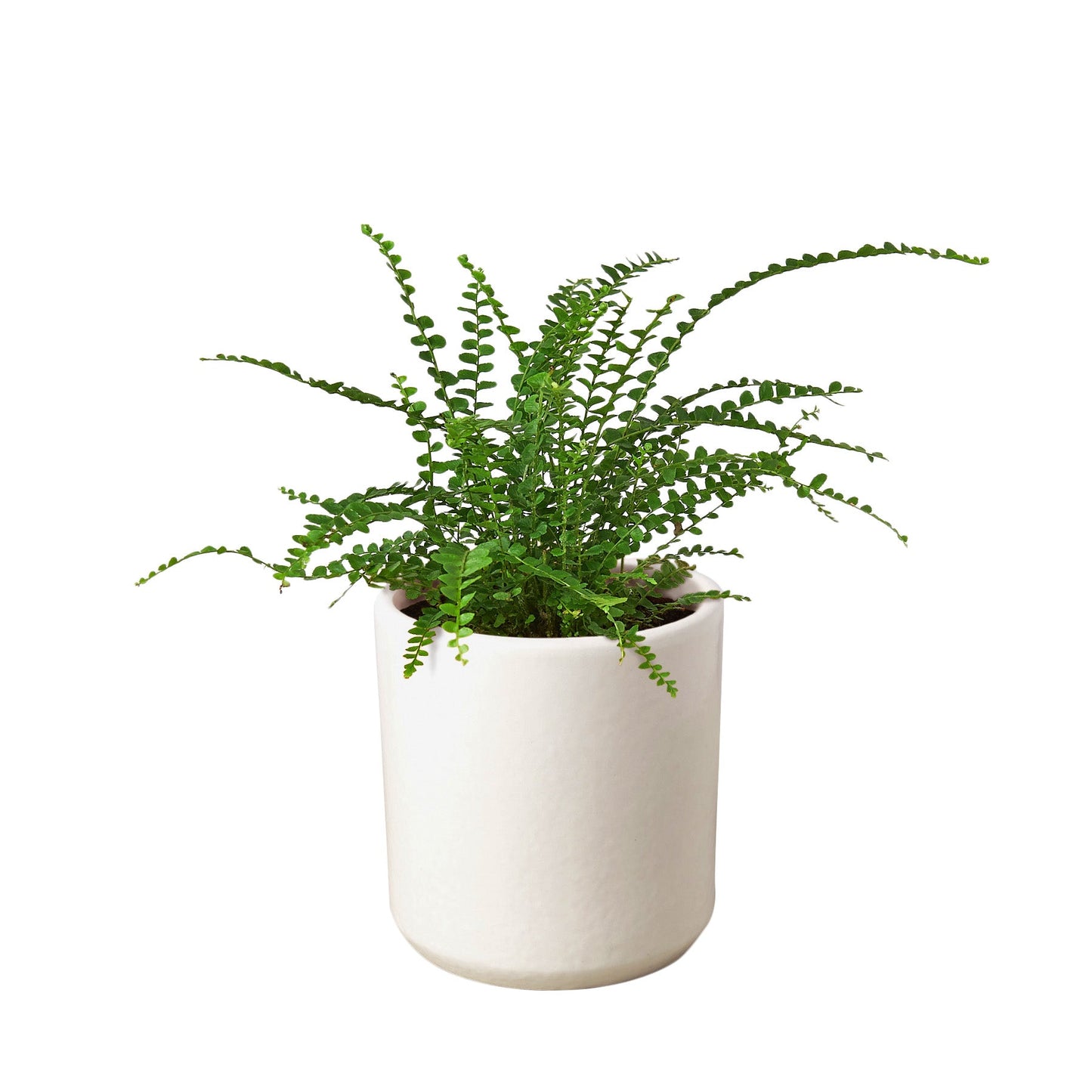 Fern 'Lemon Button'