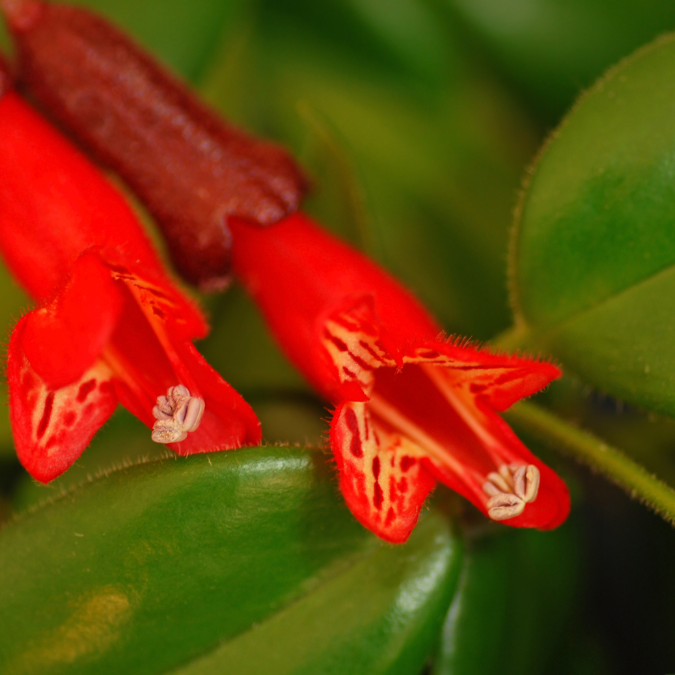 Aeschynanthus Lipstick Plant