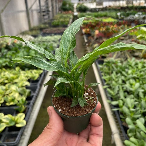 Variegated Spathiphyllum 'Domino' 