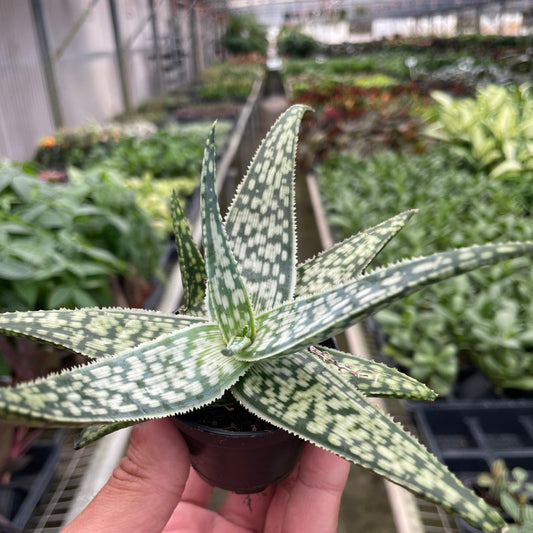 Aloe 'White Fox' houseplant