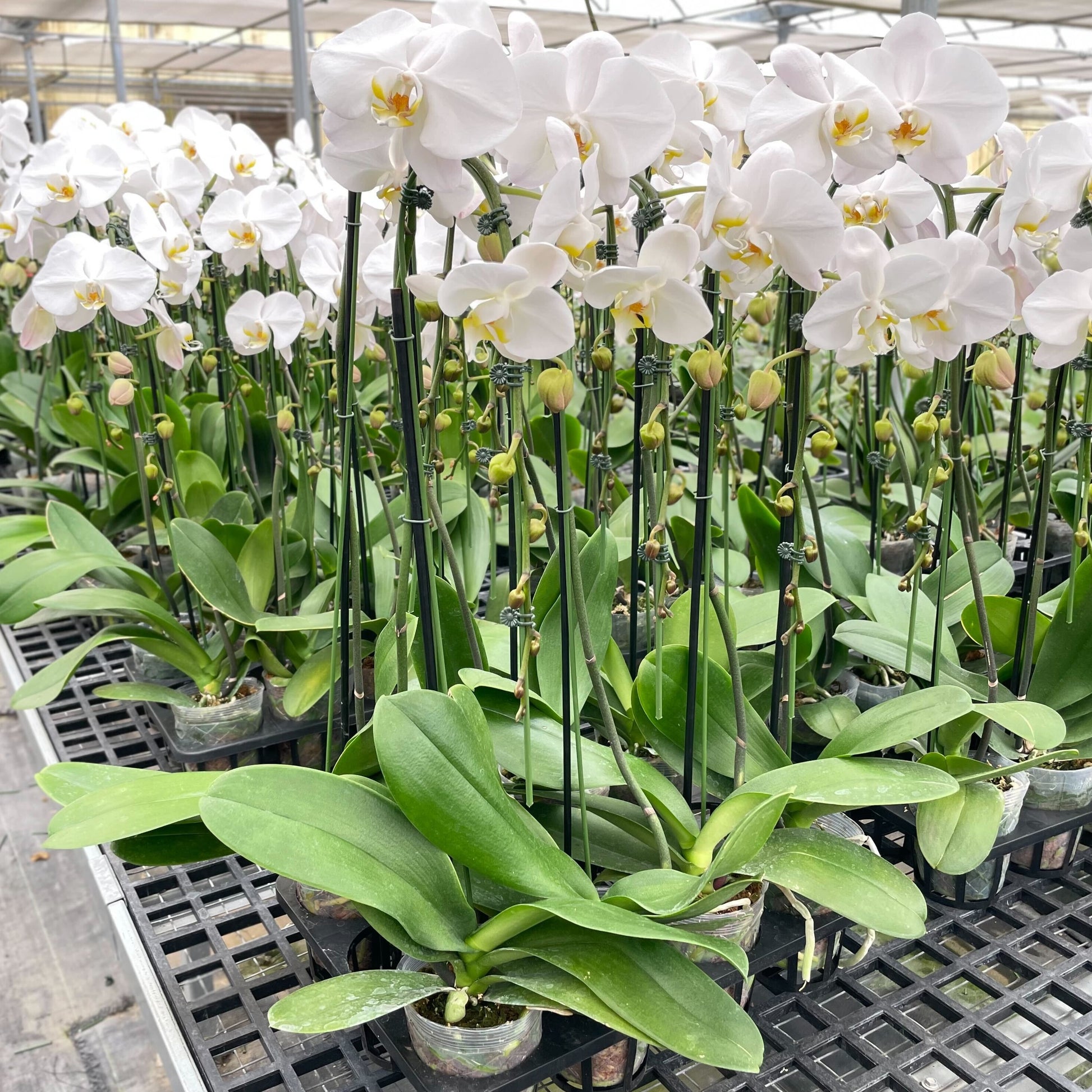 Orchid 'White Phalaenopsis'