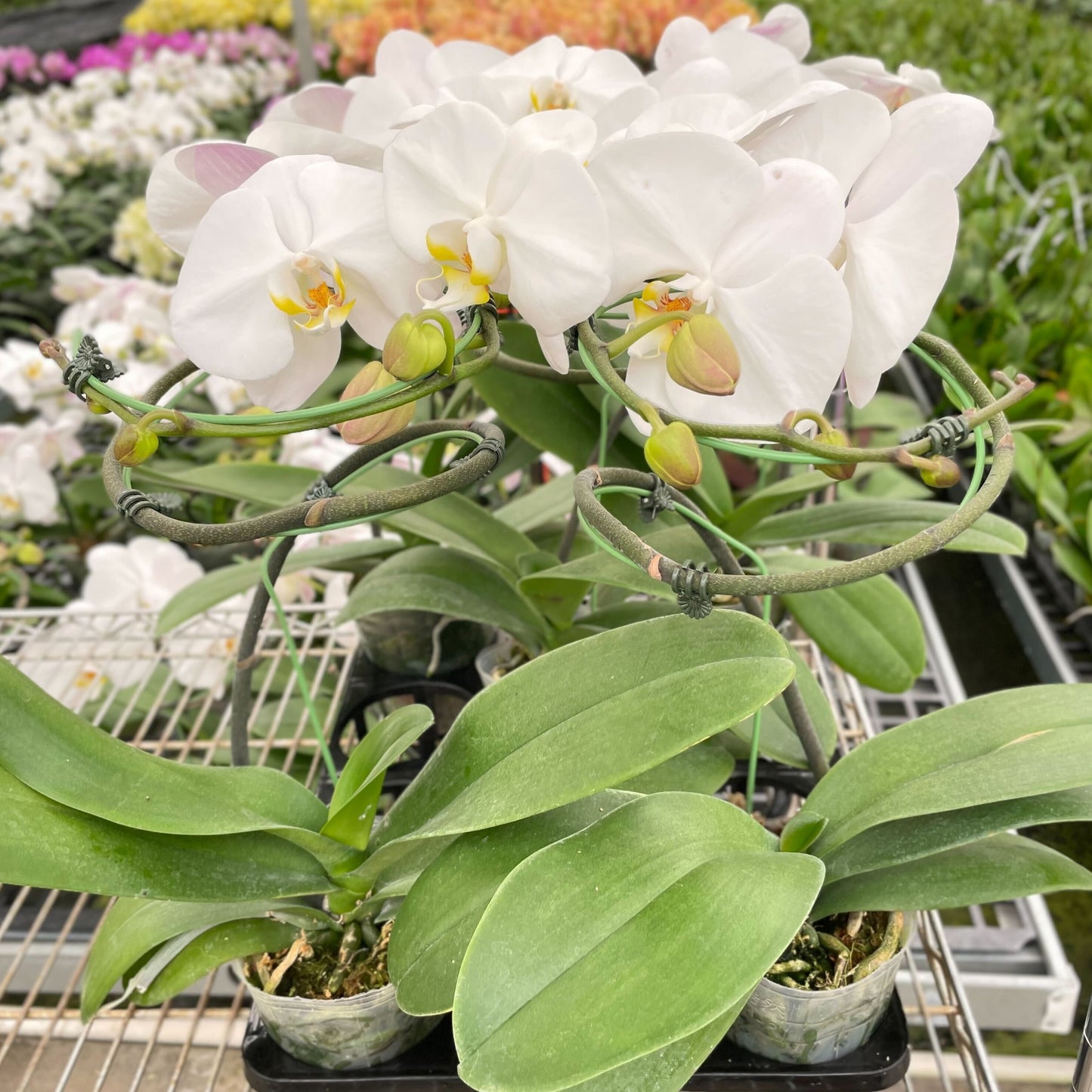 Orchid 'White Phalaenopsis'
