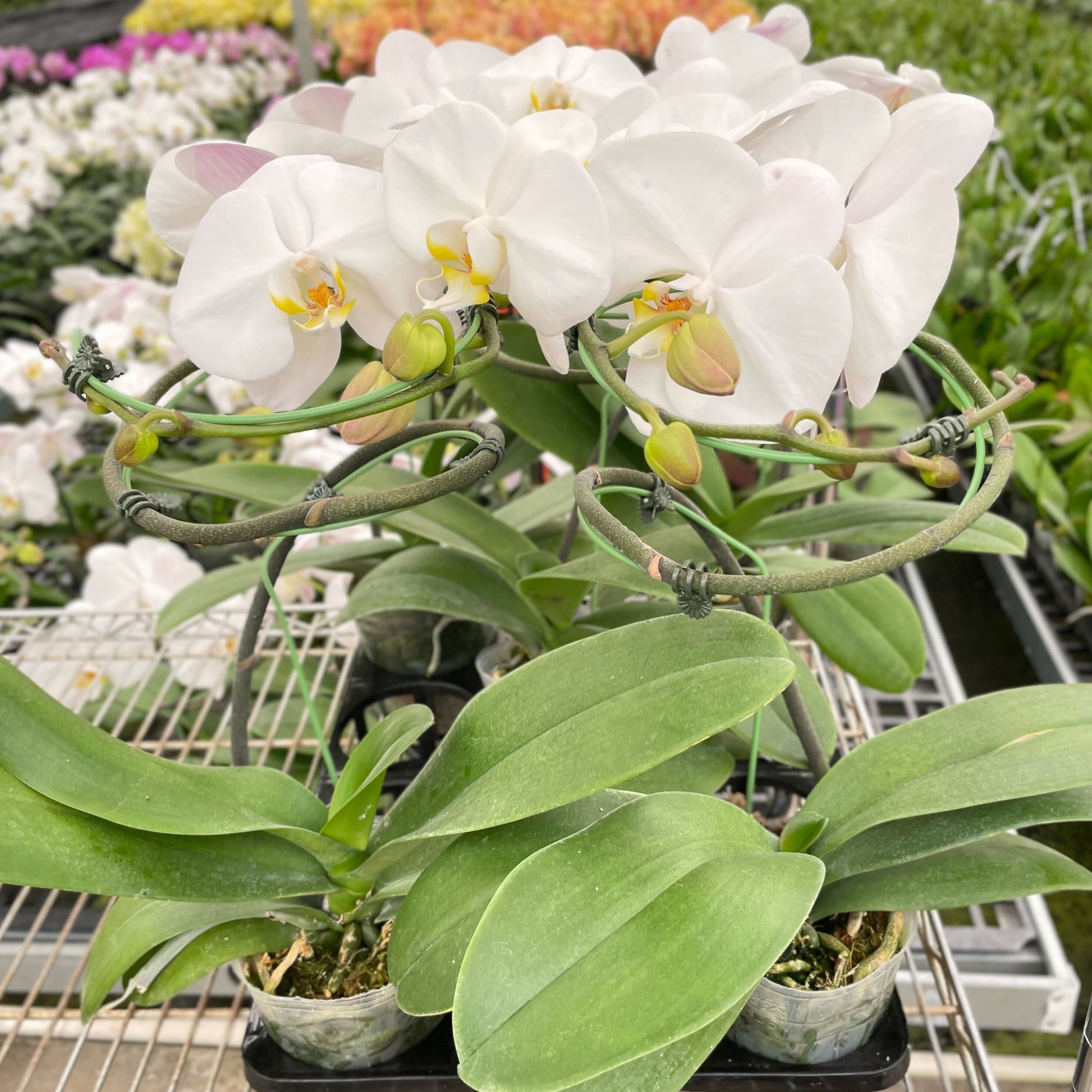 Orchid 'White Phalaenopsis'