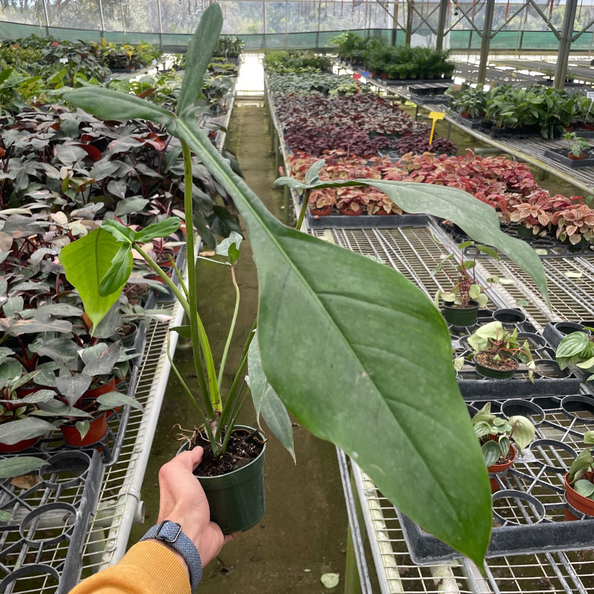 Philodendron 'JOEPII' Media 1 of 1     Analyzing image