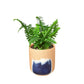 Boston Fern