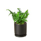 Boston Fern