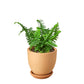 Boston Fern