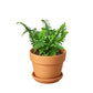 Boston Fern