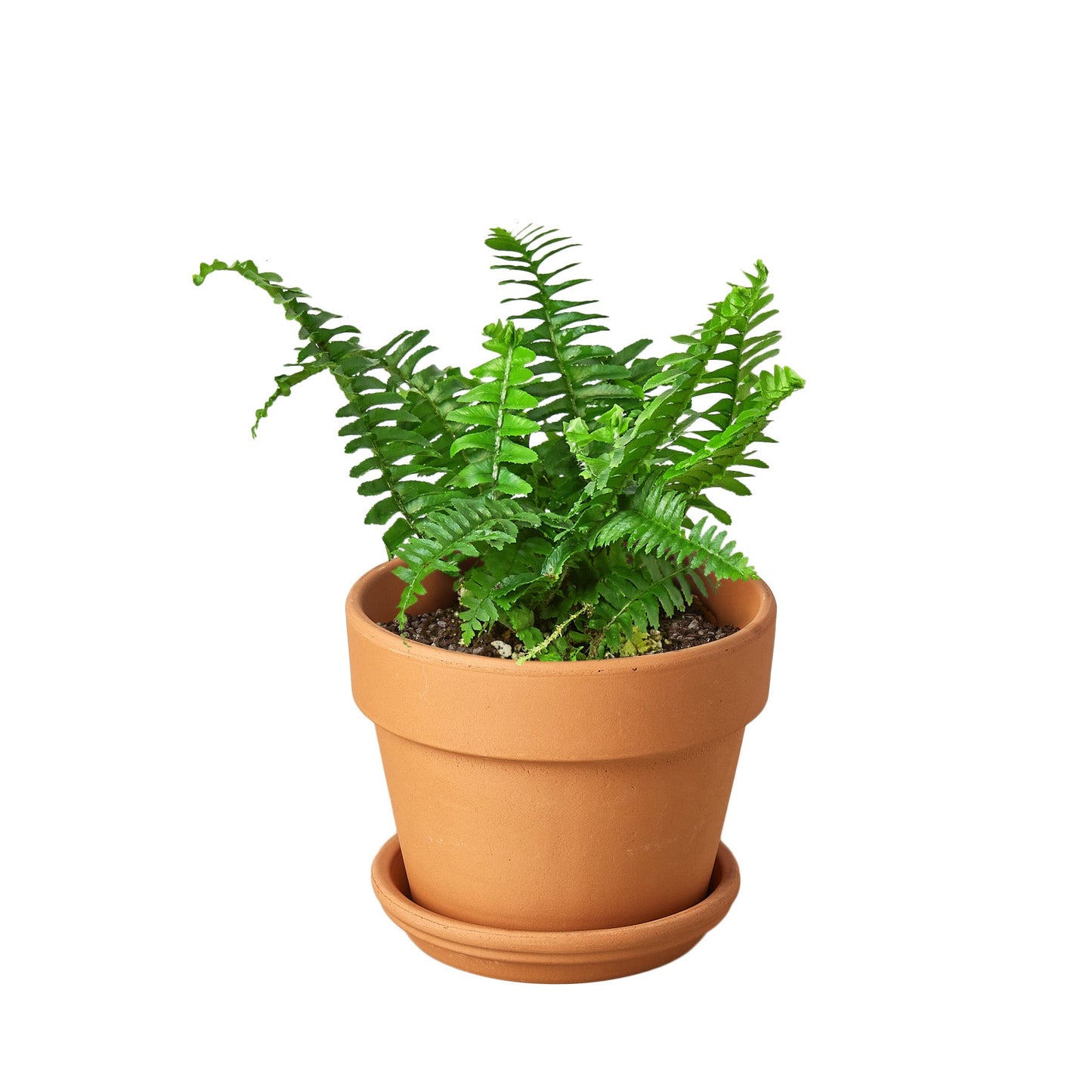 Boston Fern