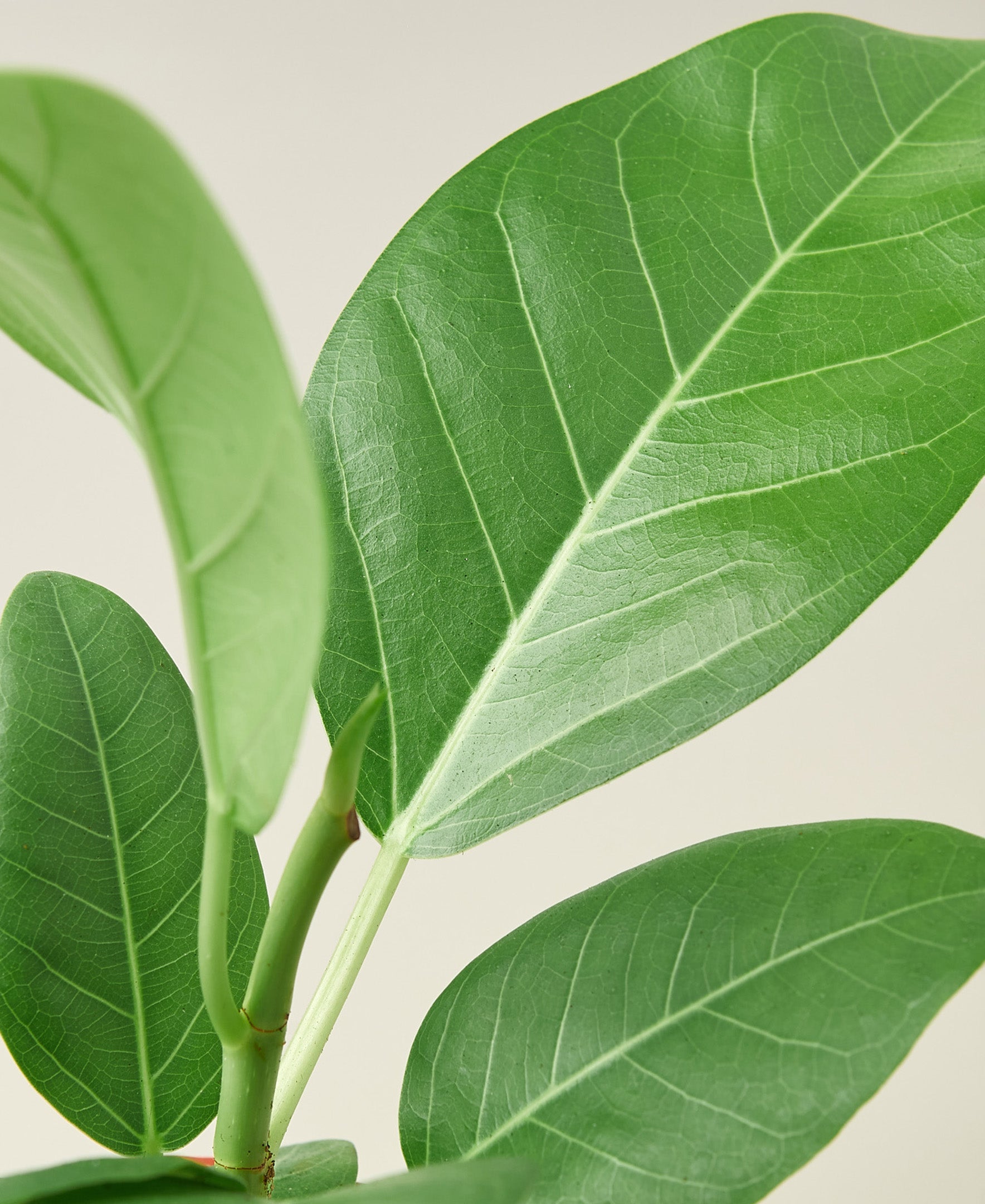 Buy Ficus Audrey Plant