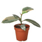 Ficus Elastica 'Ruby Pink'