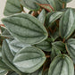 Peperomia 'Napoli Nights' - 4" Pot