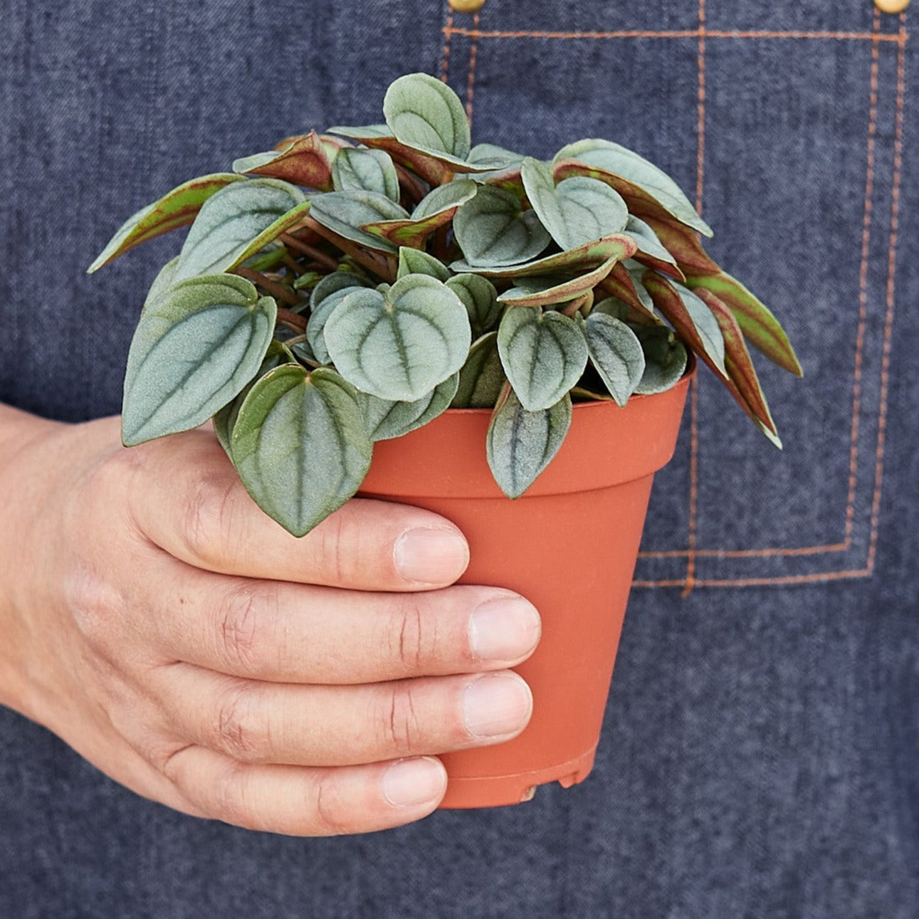 Peperomia 'Napoli Nights'