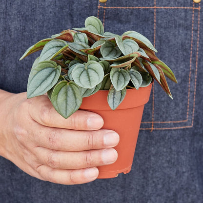 Peperomia 'Napoli Nights'