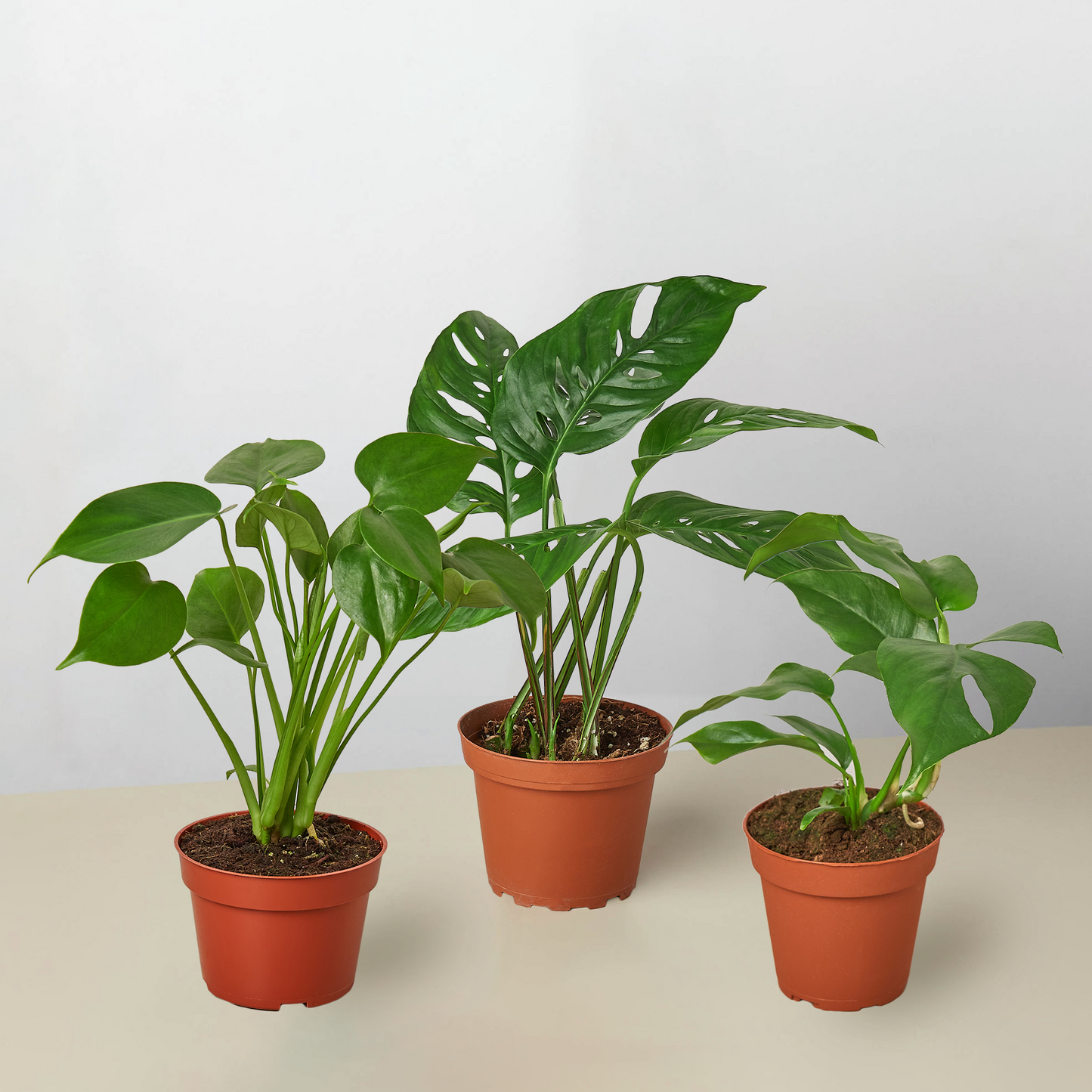 monstera house plant bundle, tropical indoor plant bundle
