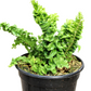 Nephrolepis exaltata 'Emina' fern