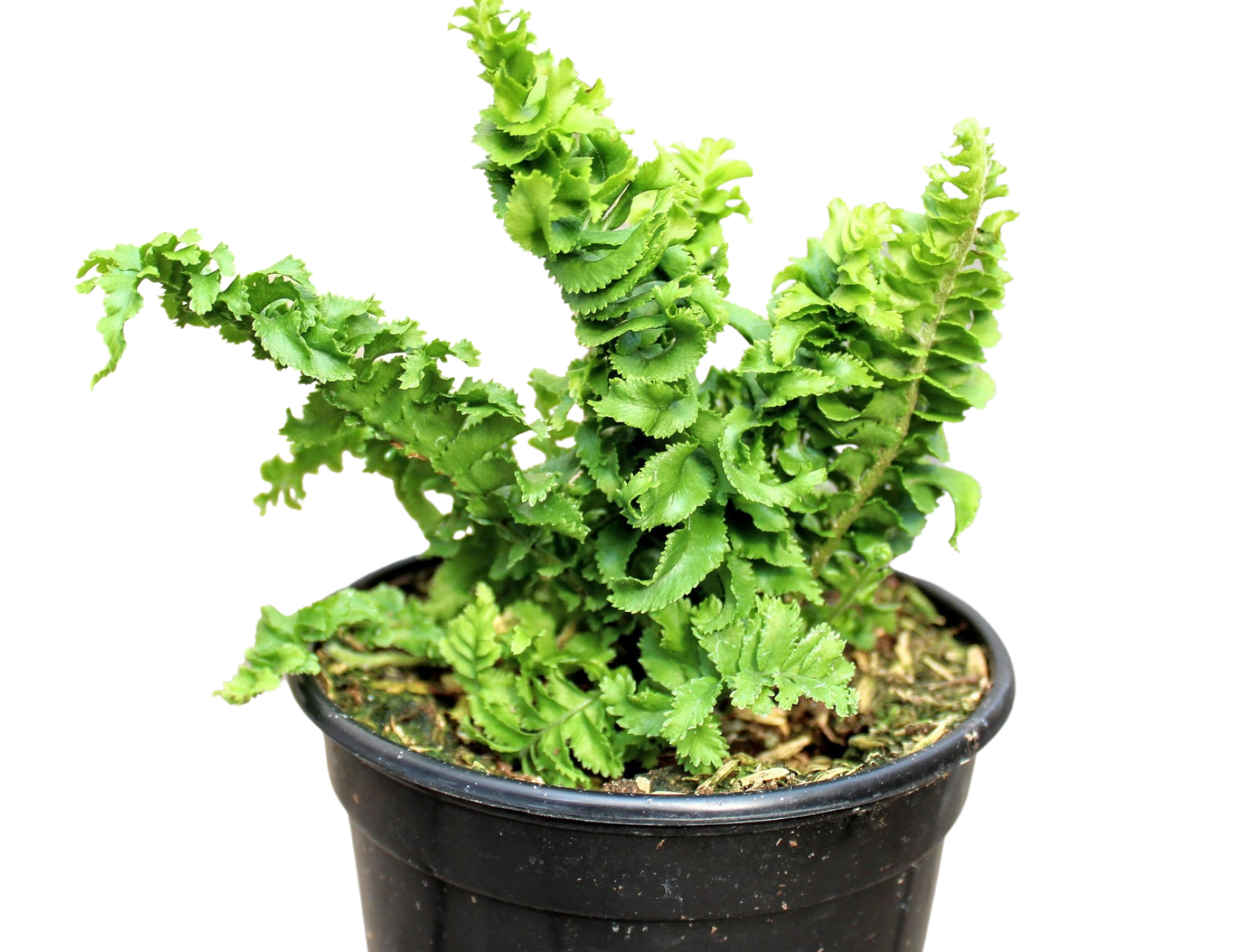 Nephrolepis exaltata 'Emina' fern