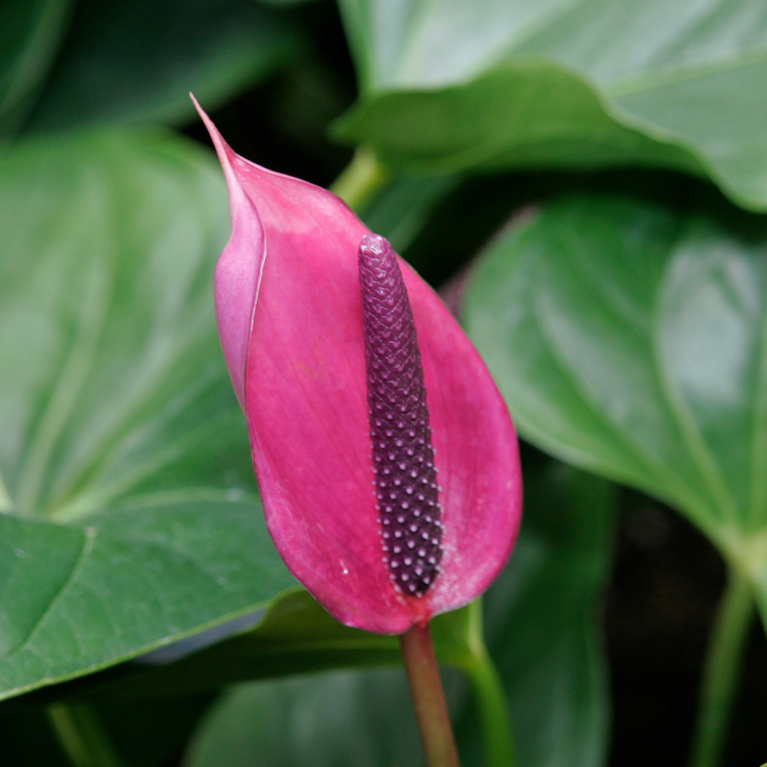 anthurium violet Anthurium Purple