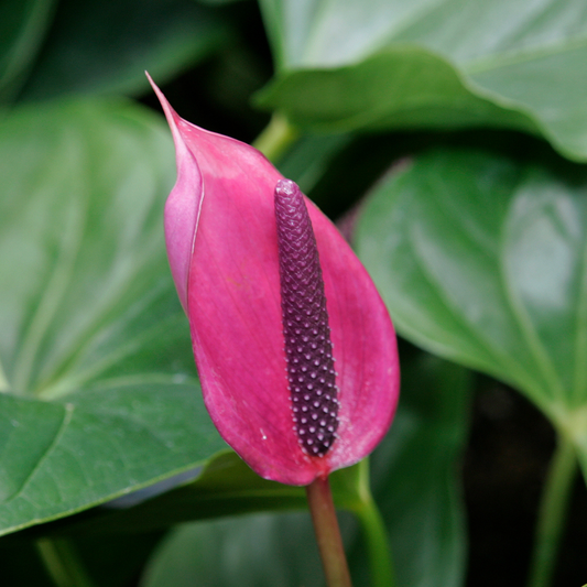 Anthurium 'Purple'