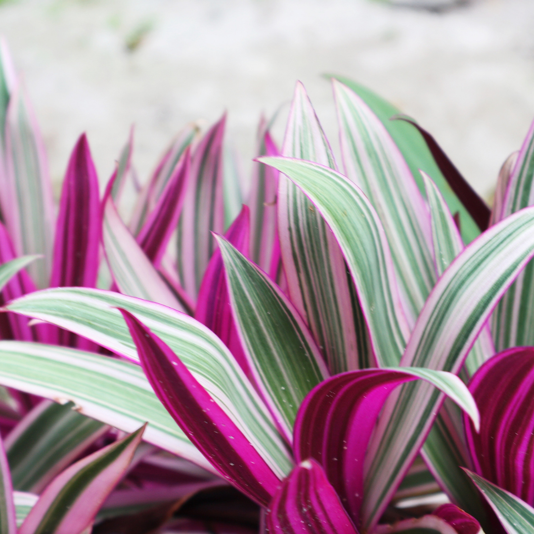 Oyster Plant 'Moses in the Cradle'