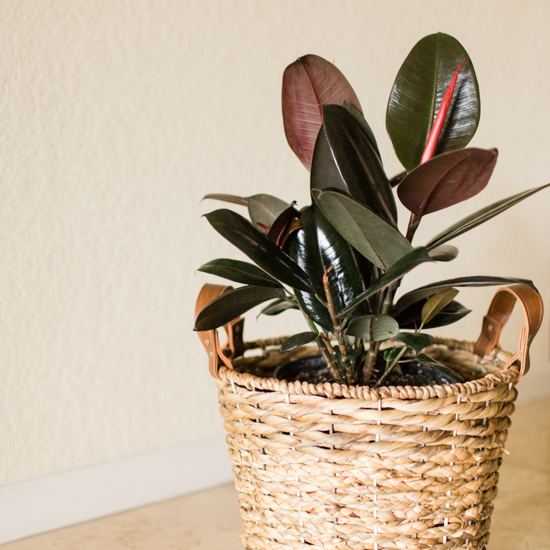 Ficus Elastica 'Burgundy'