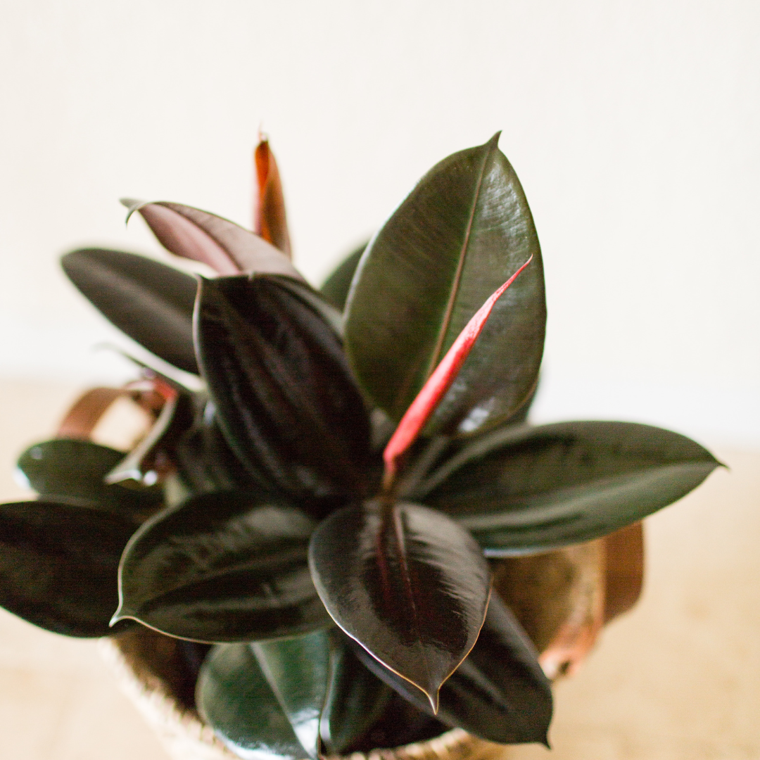 Ficus Elastica 'Burgundy'