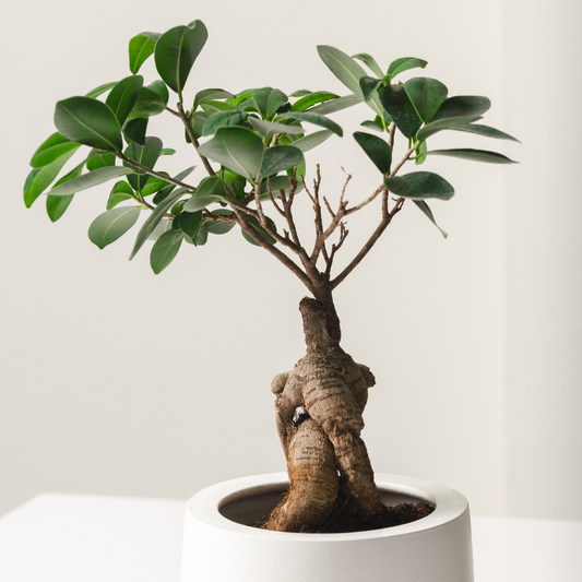 ficus ginseng houseplant potted