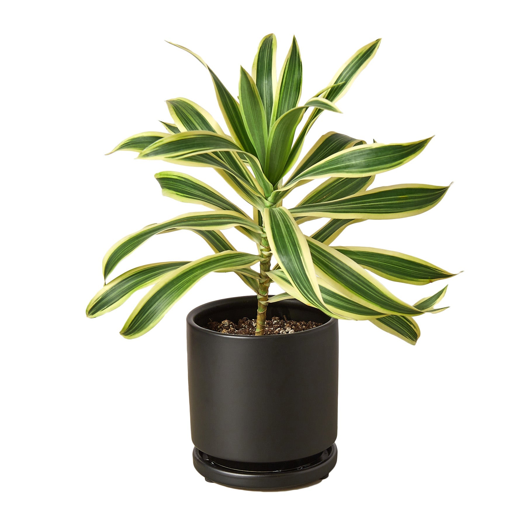 dracaena reflexa cats Dracaena 'Song of India'