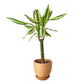 Dracaena 'Sted Sol Cane'