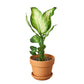 Dieffenbachia Camille 'Dumb Cane'