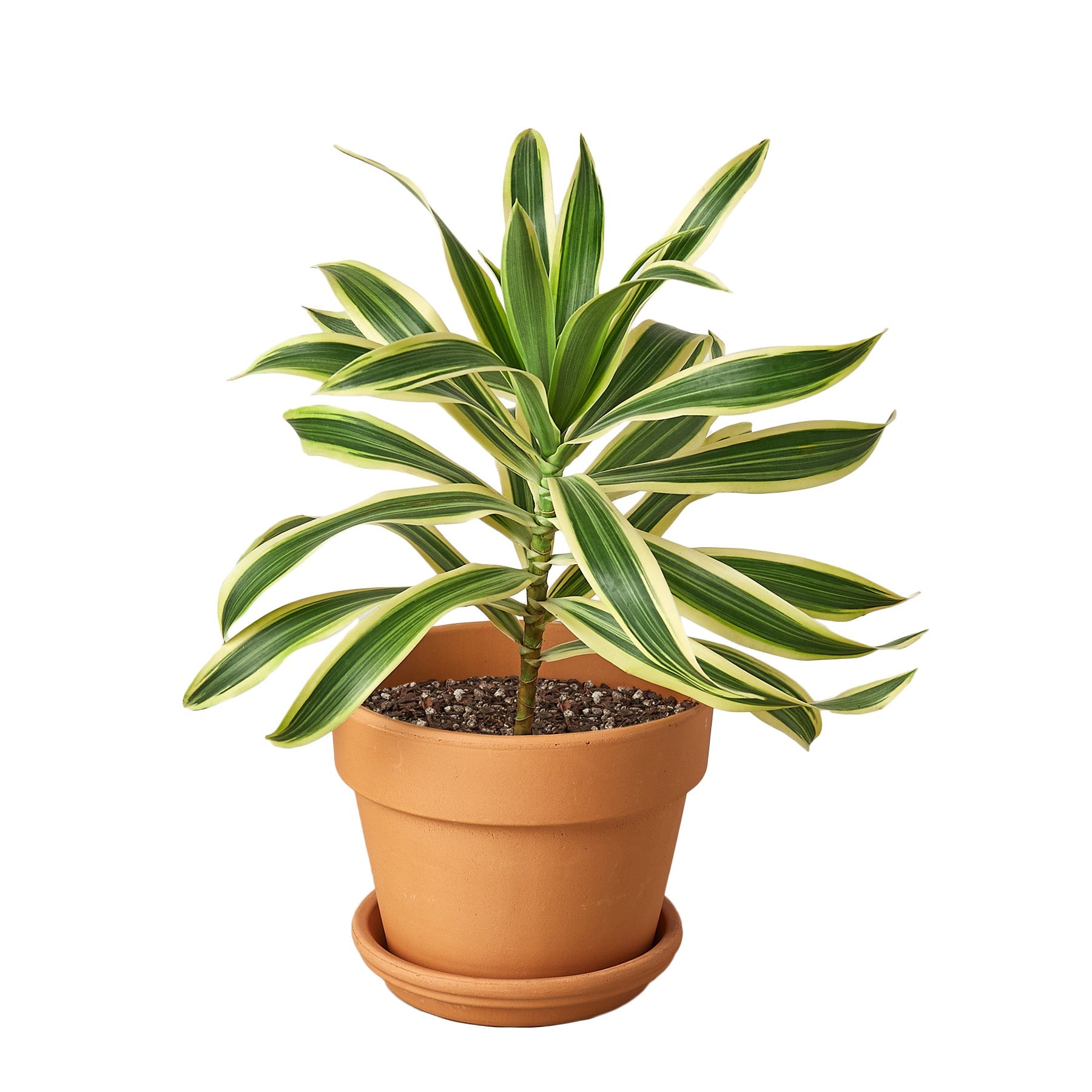 indoor plants indian Buy Dracaena Song of India