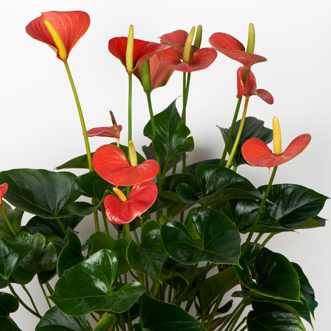 2 Anthurium Variety Pack