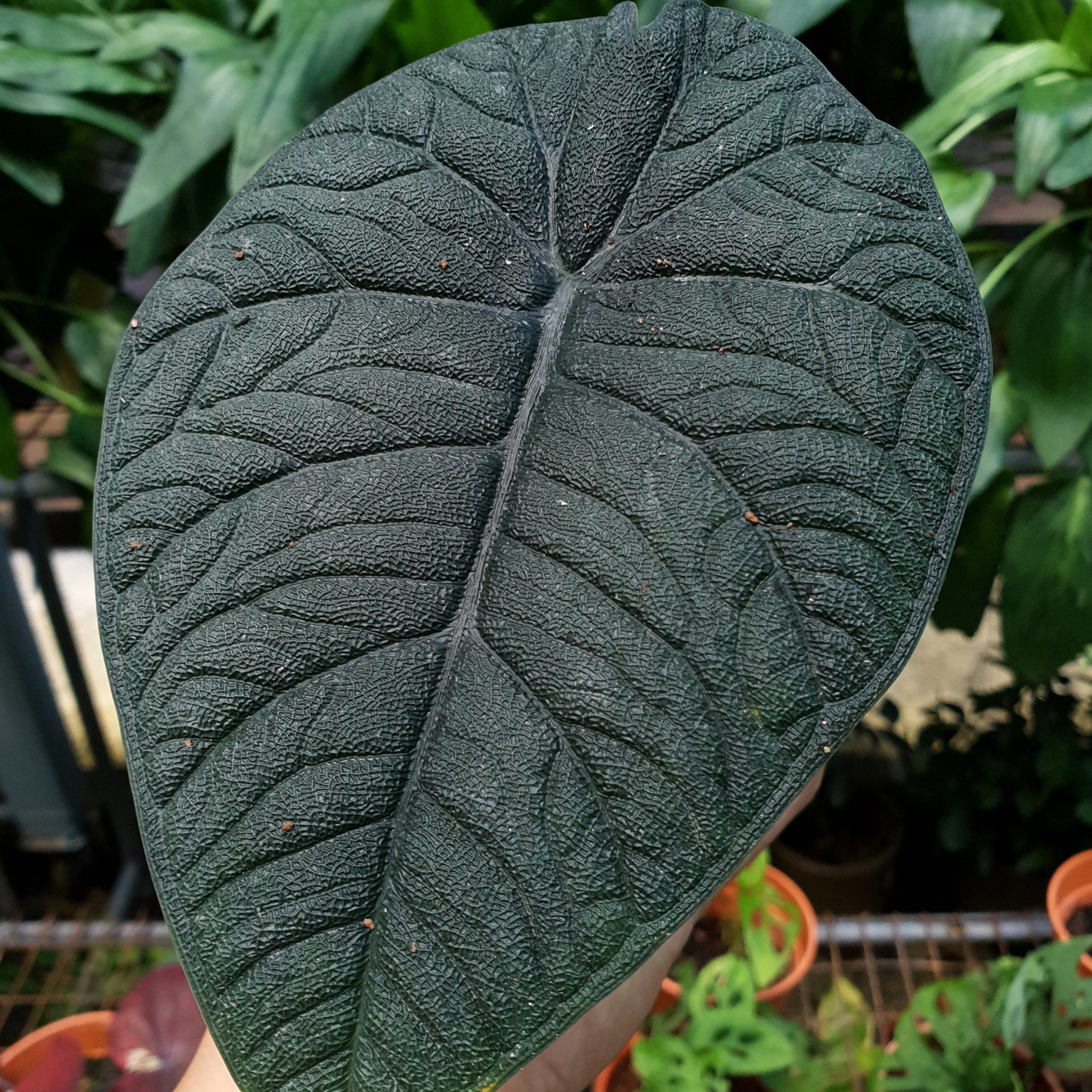 Alocasia 'Melo'