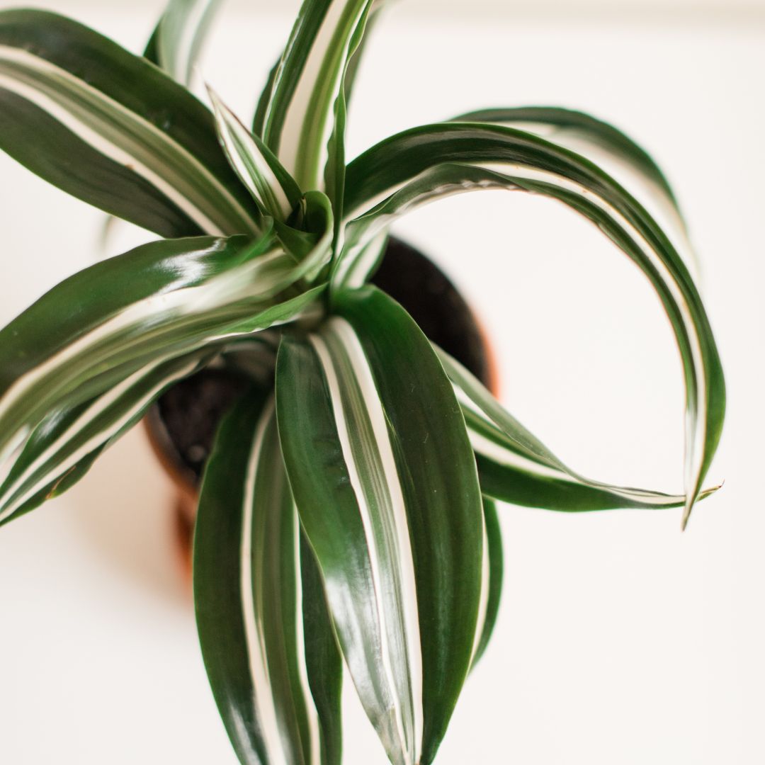 Dracaena 'Warneckii White Jewel' 