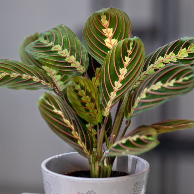 red prayer house plant