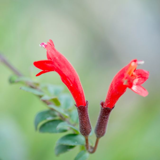 Aeschynanthus radicans