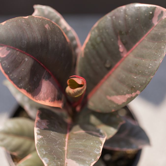 Ficus Elastica 'Ruby Pink'